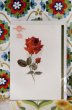 画像1: 地球カード　　メッセージカード　薔薇　KF15 (1)