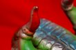 画像12: ブルマァク復刻版　ウルトラ怪獣　ジャイアントミクラス　ソフビ　円谷プロ　１９９１年　OM394 (12)