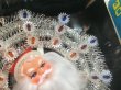 画像4: ユニオン電気30LITE　サンタライト　クリスマスライト　電飾　飾り　サンタ顔ライト　布帽子　SD816C白 (4)