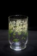 画像5: 佐々木ガラス　グリーングラデーションの小花柄グラス　1個　GL34 (5)