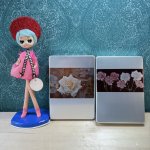 画像1: テイネン　菊ブック弁当箱　アルミ弁当箱　花柄　中サイズ　花柄２種　 (1)