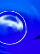 画像4: アルコロック　フランス　コバルトブルー　ミキシングボール　ガラスボール　青　 (4)